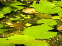 /home//u458753944/public_html/sourcegallery////Frogs/More bullfrogs/DSCN1278.JPG